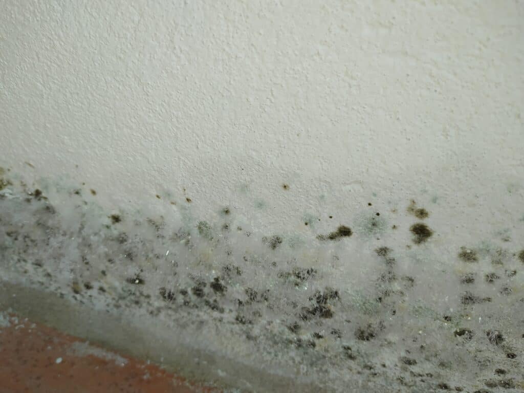 Muffa dietro arredo causata da condensa e scarso ricambio aria Muffa dietro arredo causata da condensa e scarso ricambio aria