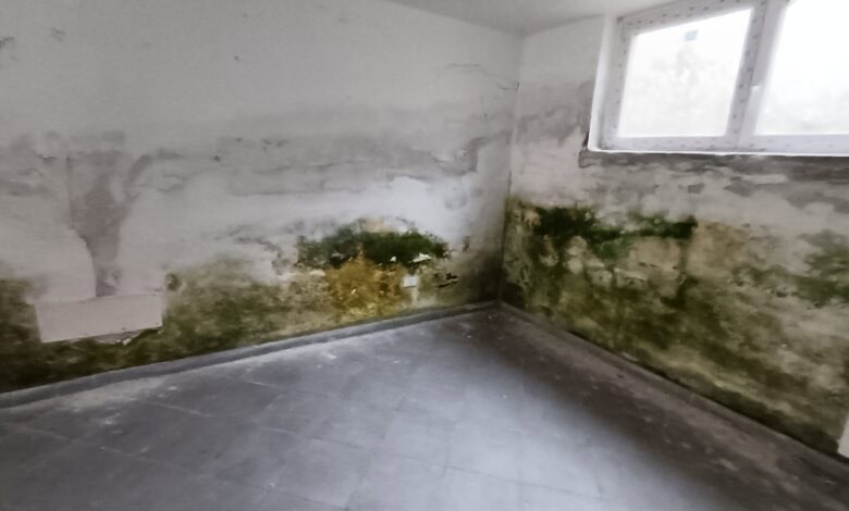 Muffa di risalita apparente in locale con umidità sulle pareti