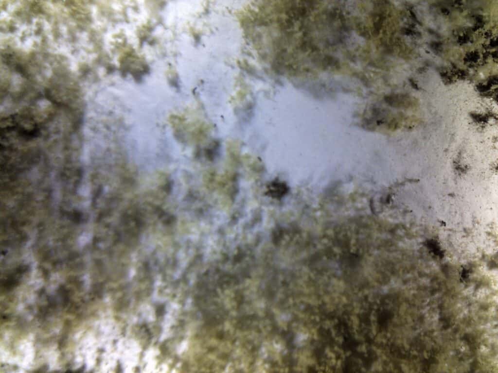 perizia cappotto termico perizia cappotto termico microscopio muffe cappotto termico colonizzazione biologica finitura