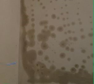 subefflorescenza laterizio subefflorescenza laterizio